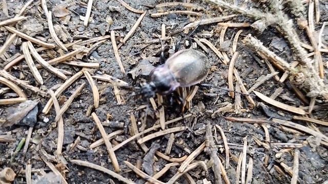 Жужелица садовая (лат. Carabus hortensis) смотреть онлайн