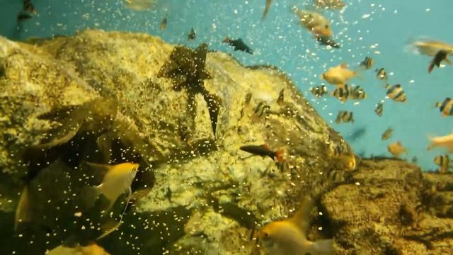 "манна небесная" для рыб смотреть онлайн