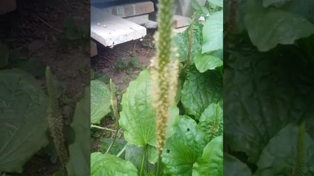 Цветение подорожника смотреть онлайн