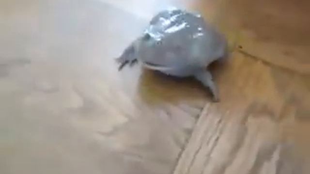 Screaming Frog