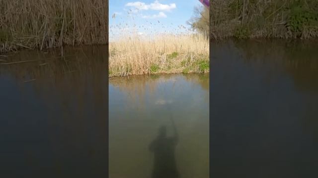 Рыбалка на поплавок, в нерест. Рыбалка на Кубани. Рыбалка в апреле смотреть онлайн