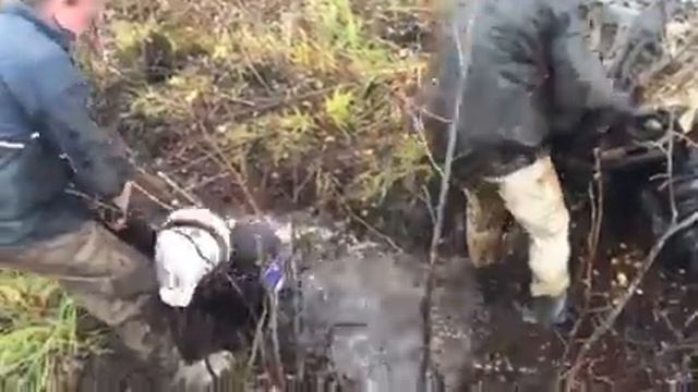 Гусь-Хрусальный квадро банда, Юрий ЛУТЦЕВ 2 смотреть онлайн