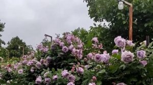 Самая модная роза НОВАЛИС. Лето 2023.