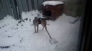 Собака чистит снег, The dog cleans snow (part 2)