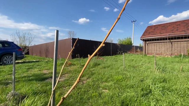 Гинкго Билоба. Самарская область. 4 мая 2022 смотреть онлайн