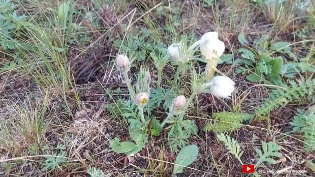 2 сентября и снова Природа нас удивила сон-трава весенний цветок с сентября? смотреть онлайн