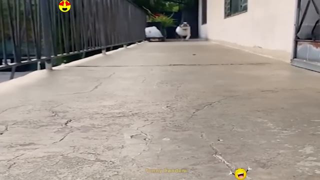 Смешные случаи. смотреть онлайн