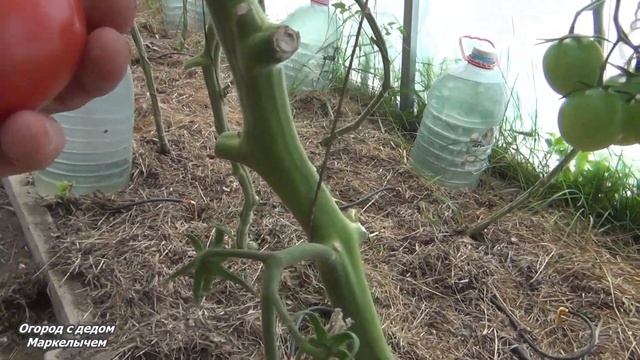 Томат ПИНК ПАРАДАЙЗ. Плохое растение, но отличный вкус. смотреть онлайн