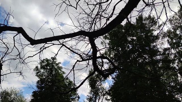 VID 20220809 160639 В окно поляна 1982 (Г. Айги)...Павел Васильев Лахтинский смотреть онлайн