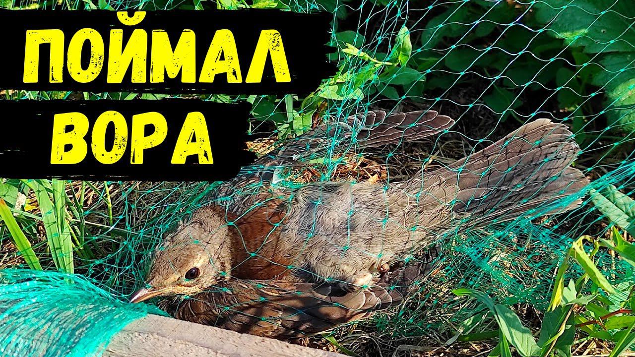 Поймал ВОРА в огороде и отпустил #43 смотреть онлайн