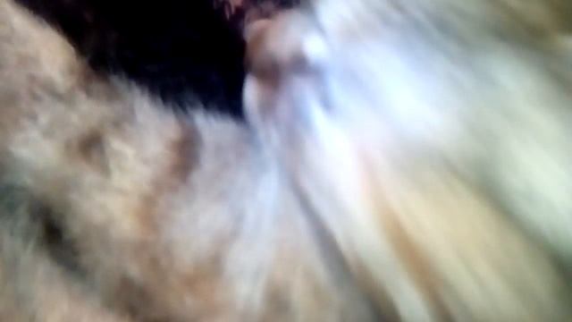 Моя кішка народила кошенят смотреть онлайн