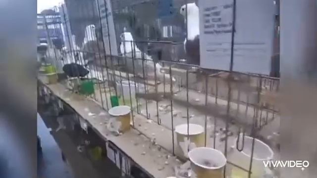 TURBIT KABUTARLAR chayka смотреть онлайн