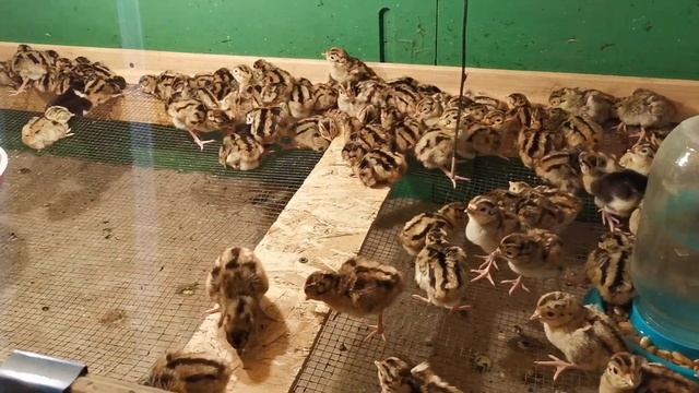 Птенцы фазанов охотничьих и немного румынских) смотреть онлайн