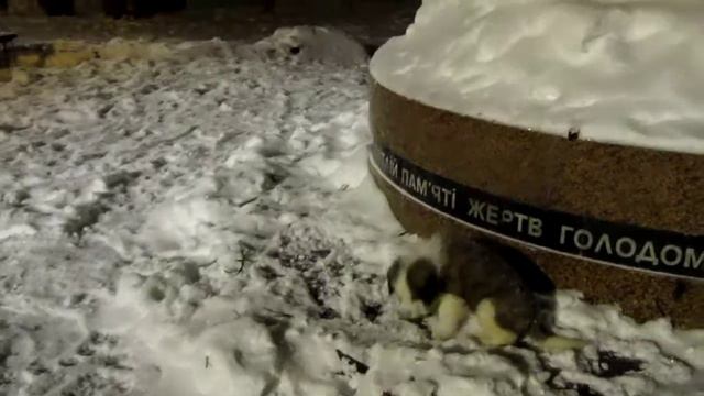 Сенбернар смотреть онлайн