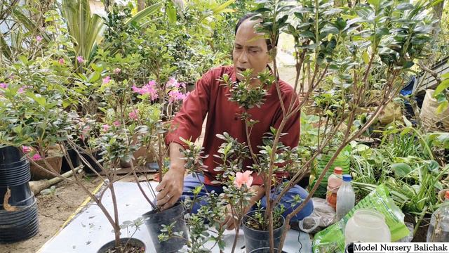 Azalea Pripare For Bumper Blooming ||Azalea Plant Care||How To Grow Azalea In Your Garden||Azalea смотреть онлайн
