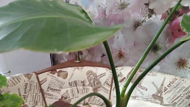 Эксперимент № 7 Наблюдение за ростом и развитием экзотического растения - стрелиции. День 238 смотреть онлайн