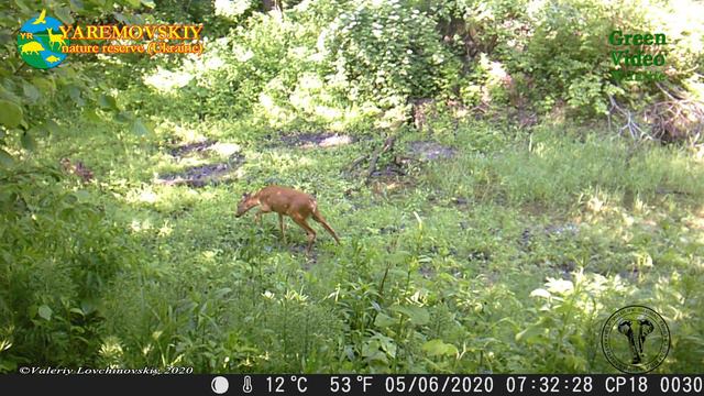Roe deer have three calves, which is very rare in nature. У косули трое детёнышей, это бывает редко смотреть онлайн