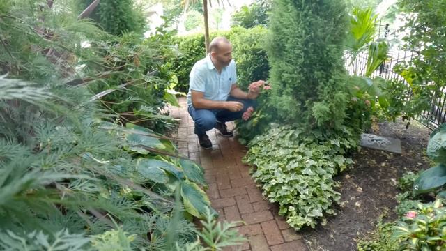 A Wonderful New Hydrangea Flower смотреть онлайн