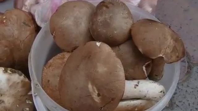 Гриби смотреть онлайн