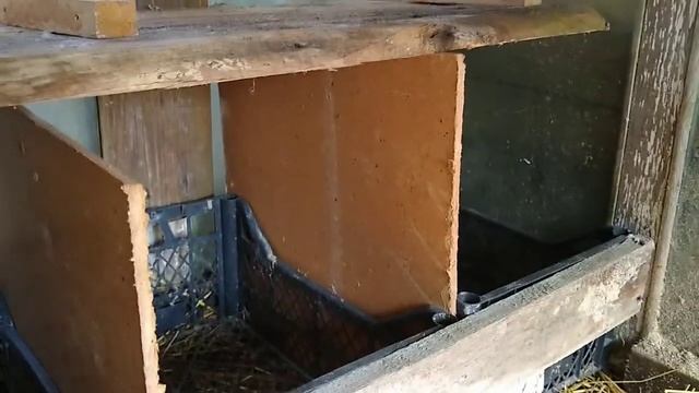 Какие гнёзда стоят в уличном вольере для мускусных уток///индоутки// смотреть онлайн