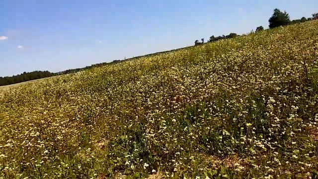 Гречка цветёт. Но не для каши. смотреть онлайн