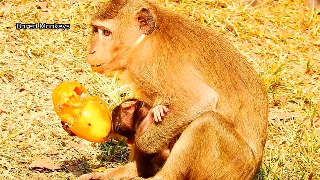 Newborn baby Duke try get milk still no power,kidnapper mom Duchess no experience nurse baby смотреть онлайн
