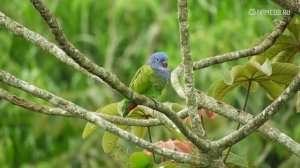 Совместимость: женщина-овен и мужчина-скорпион