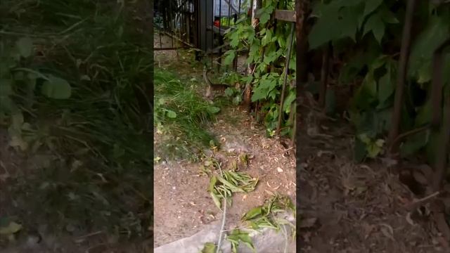 Котята на кладбище. То что вы не ожидали. смотреть онлайн