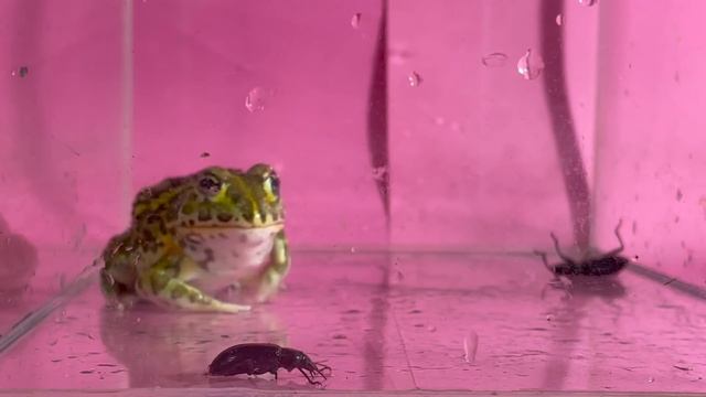 Bullfrog frightened by flatulence bugs【WARNING LIVE FEEDING!!】 смотреть онлайн