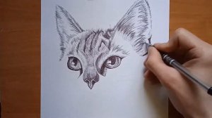 КАК ЛЕГКО НАРИСОВАТЬ КОШКУ