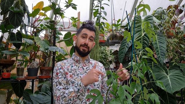 Rhaphidophora Tetrasperma | Monstera Minima | Care, Learnings And Propagation