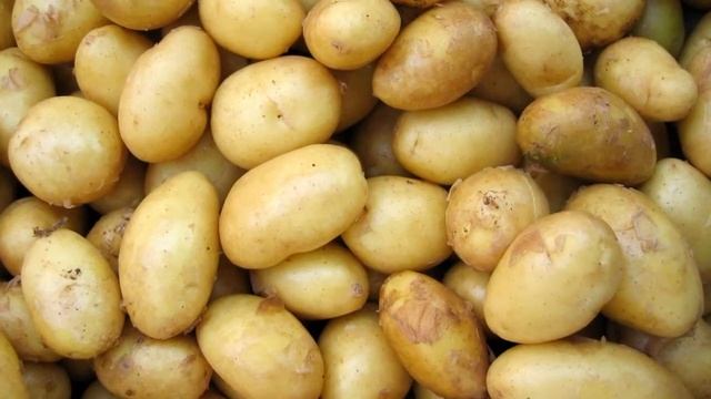 Картофель Адретта Фото смотреть онлайн