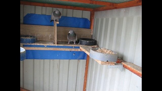 Николаевские голуби Сергея Родионова (Бывает и так). Волгоград. Часть 47 смотреть онлайн
