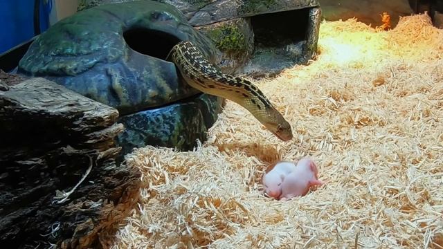 Gopher Snake Eats Six Pinkies (Mice) : *WARNING* LIVE FEED смотреть онлайн