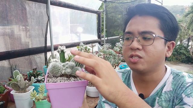 15+ FUZZY Succulents & Cacti! +How to Make Them FUZZIER! смотреть онлайн