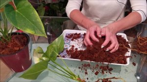 Двум антуриумам Сиерра Вайт и Сиерра Меджик нужна помощь, последствие ошибок в уходе за растениями.