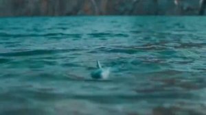 Акула  радиоуправляемый робот плавает в воде