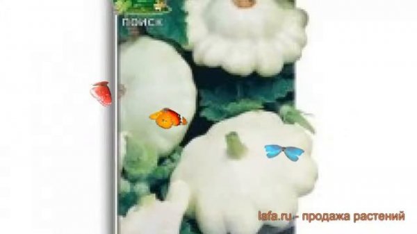 Патиссон белый Зонтик (zontik zontik) ? патиссон Зонтик обзор: как сажать семена патиссона Зонтик