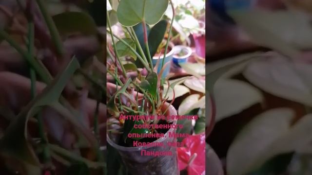 #антуриум ковадола ?. (название дала сама. Сеянец от ковалли и пандолы) смотреть онлайн