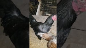 Корниш порода кур для производства домашнего бройлера