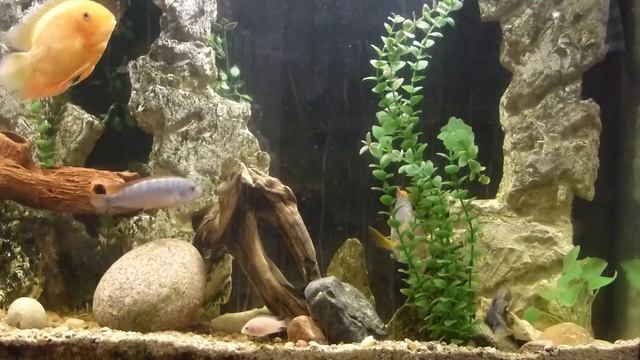 НЕРЕСТ. Пара АКАР БИРЮЗОВЫХ отложили икру. смотреть онлайн