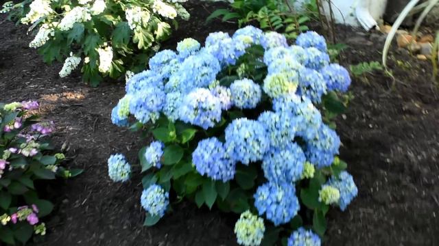 Planting a Hydrangea Garden for Blooms All Season Long! // Northlawn Flower Farms смотреть онлайн