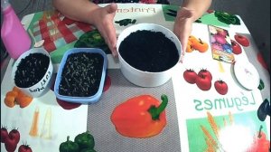 Посев Астры пионовидной.  Seeding of Astra pion-shaped.