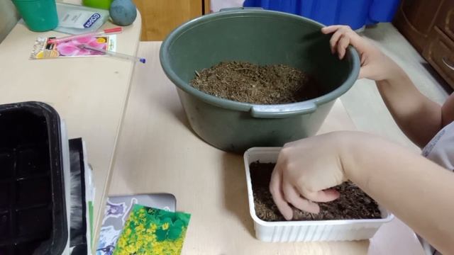 Астра альпийская многолетняя. Посадка семенами 5.03.23г. всходы 9.03.23г. смотреть онлайн