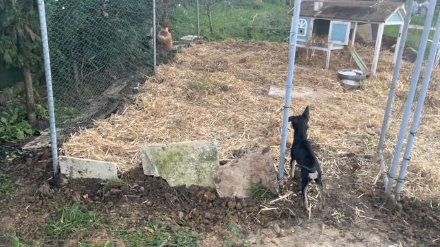 Думала Спасать Человечество , а в итоге повязла в заботах о животных 😂🙈ВЛОГ из деревни смотреть онлайн