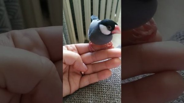 Ручной амадин