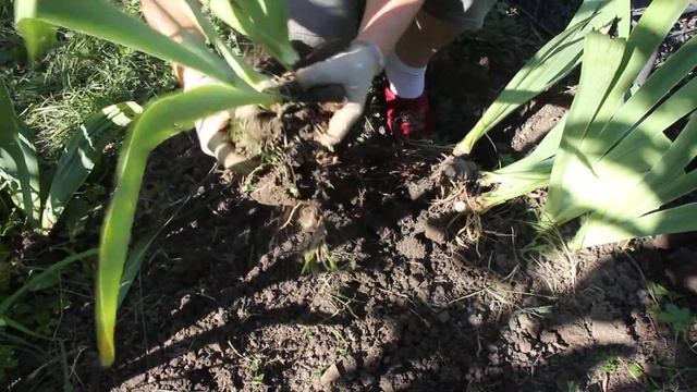 Деление старого куста ириса смотреть онлайн