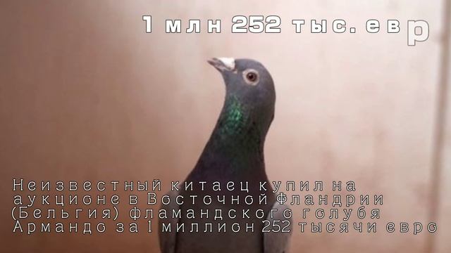 САМЫЕ ДОРОГИЕ ГОЛУБИ В МИРЕ смотреть онлайн