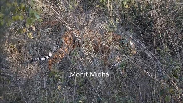 Tiger Hunt - Simply Awesome! смотреть онлайн