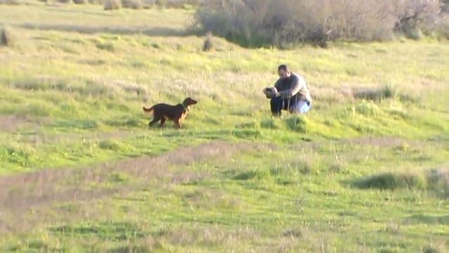 irish setter MANI OF THE IRISH RED HUNTERS смотреть онлайн